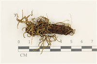 登錄號:B00011883藏品圖，第1張