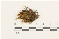 登錄號:B00011885藏品圖，第1張