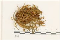 登錄號:B00011886藏品圖，第1張