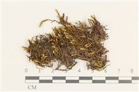 登錄號:B00011887藏品圖，第1張