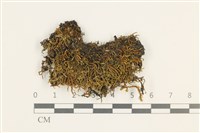 登錄號:B00011888藏品圖，第1張