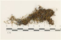 登錄號:B00011889藏品圖，第1張