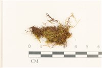 登錄號:B00011893藏品圖，第1張