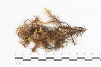 登錄號:B00011900藏品圖，第1張