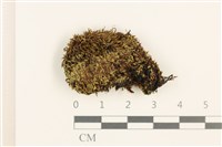 登錄號:B00011914藏品圖，第1張