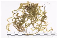 登錄號:B00011915藏品圖，第1張