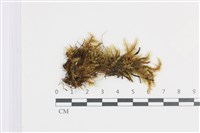 登錄號:B00011921藏品圖，第1張