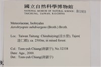 大灰氣蘚藏品圖，第2張