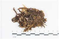 大灰氣蘚藏品圖，第1張