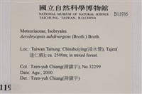 大灰氣蘚藏品圖，第2張