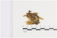 大灰氣蘚藏品圖，第1張