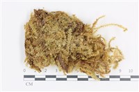 登錄號:B00011938藏品圖，第1張