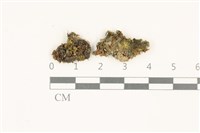 索氏叢本蘚藏品圖，第1張