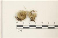 登錄號:B00011942藏品圖，第1張