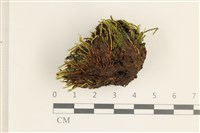 登錄號:B00011946藏品圖，第1張