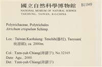 卷葉仙鶴蘚藏品圖，第2張