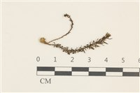 卷葉仙鶴蘚藏品圖，第1張