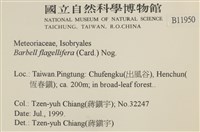 鞭枝懸蘚藏品圖，第2張