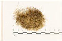 鞭枝懸蘚藏品圖，第1張