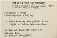 鞭枝懸蘚藏品圖，第2張