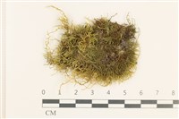 細枝青蘚藏品圖，第1張