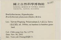 羽枝青蘚藏品圖，第2張