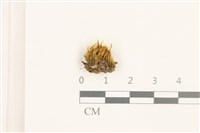 登錄號:B00011962藏品圖，第1張