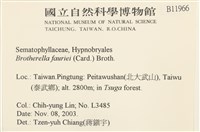 東亞小錦蘚藏品圖，第2張