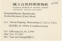 東亞小錦蘚藏品圖，第2張