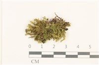 東亞小錦蘚藏品圖，第1張