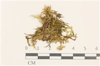 東亞小錦蘚藏品圖，第1張