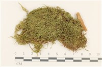 登錄號:B00011970藏品圖，第1張