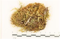 登錄號:B00011972藏品圖，第1張