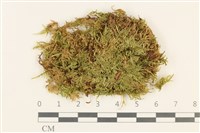 登錄號:B00011974藏品圖，第1張