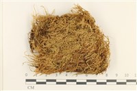 登錄號:B00011975藏品圖，第1張