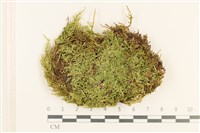 登錄號:B00011980藏品圖，第1張