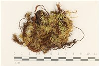 登錄號:B00011981藏品圖，第1張