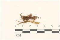 登錄號:B00011983藏品圖，第1張