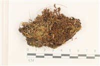 登錄號:B00011985藏品圖，第1張