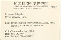 細葉真蘚藏品圖，第2張