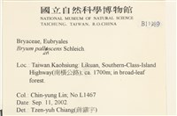 黃色真蘚藏品圖，第2張