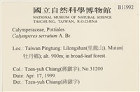 齒邊花葉蘚藏品圖，第2張