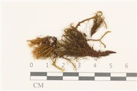 齒邊花葉蘚藏品圖，第1張