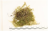 登錄號:B00011993藏品圖，第1張