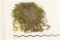 登錄號:B00011994藏品圖，第1張