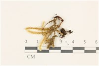 登錄號:B00011995藏品圖，第1張