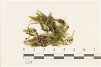 登錄號:B00011996藏品圖，第1張