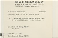 脆枝曲柄蘚藏品圖，第2張