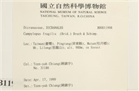 脆枝曲柄蘚藏品圖，第2張