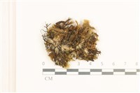 脆枝曲柄蘚藏品圖，第1張